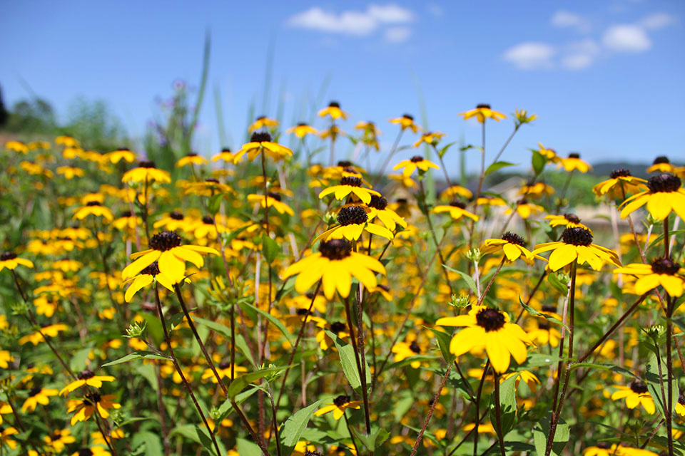 花のフリー写真素材集
