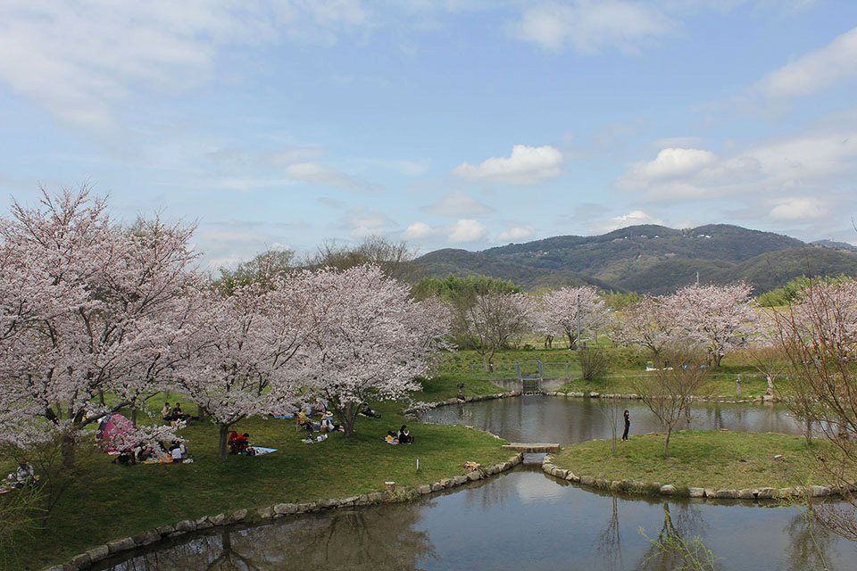 桜のフリー写真素材集