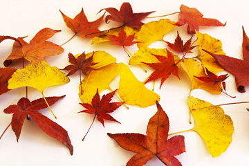 紅葉の写真画像素材集