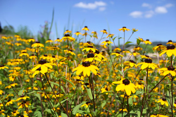 花の写真画像素材集