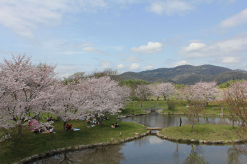 桜の写真画像素材集
