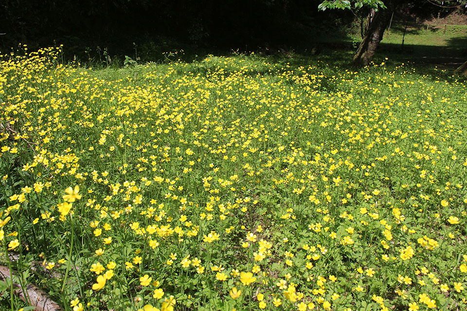 野花の花畑写真