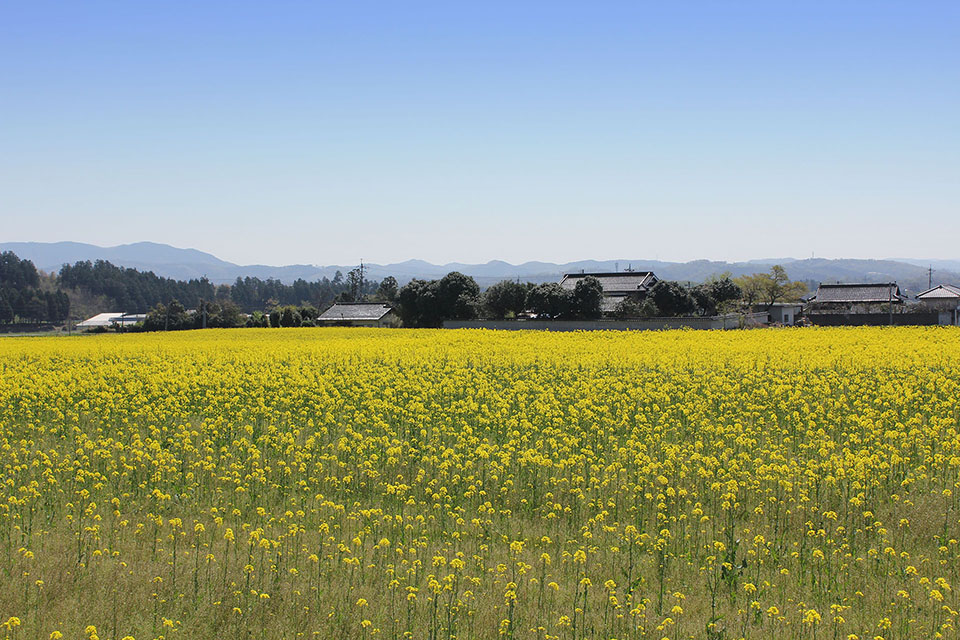 菜の花畑写真