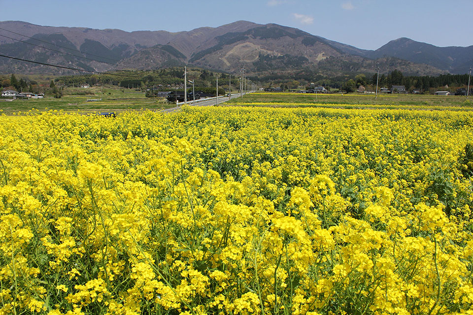 菜の花畑写真