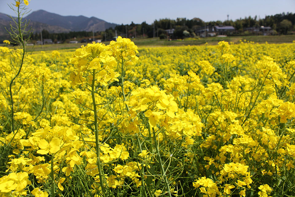 菜の花畑写真