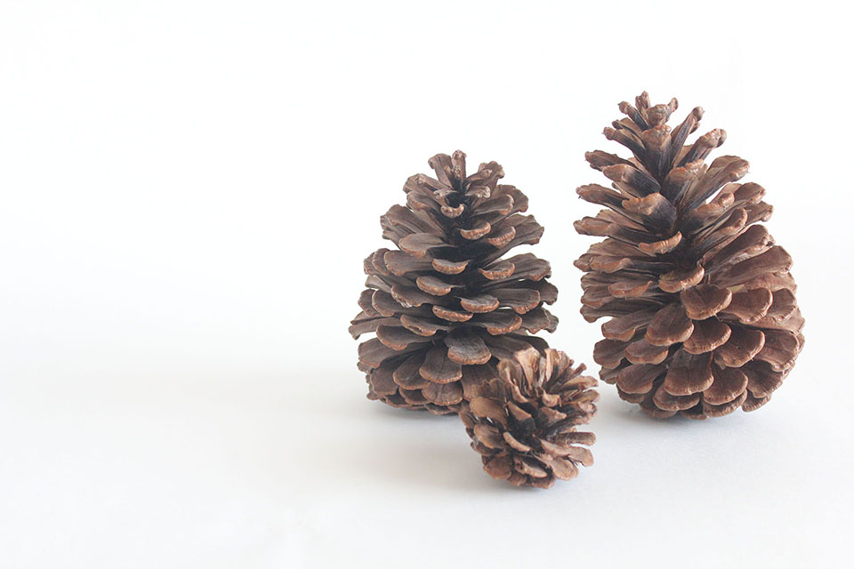 家族のまつぼっくり写真