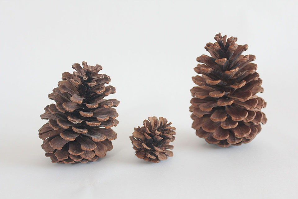 まつぼっくり写真