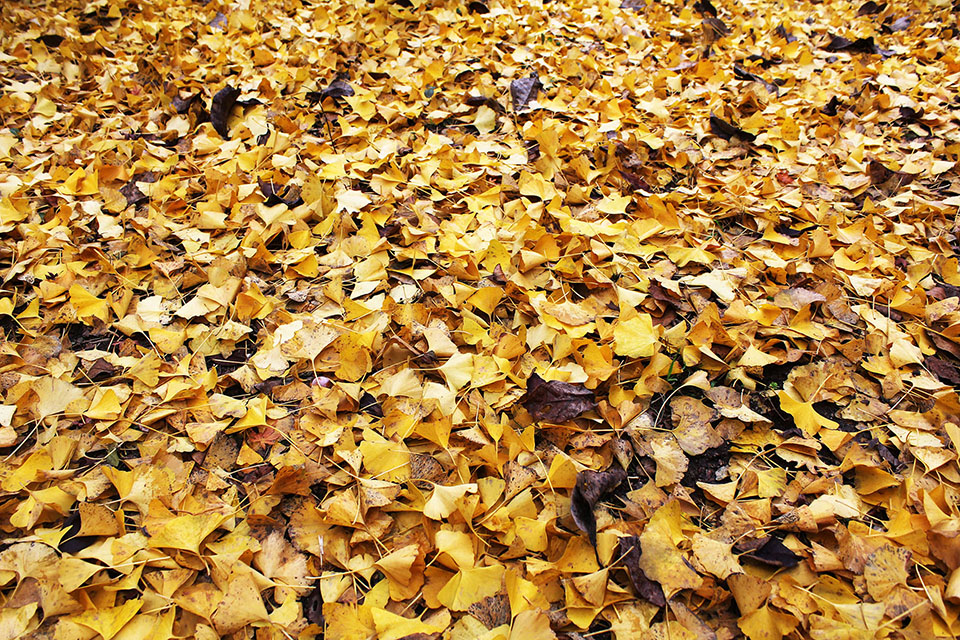 イチョウの落ち葉写真