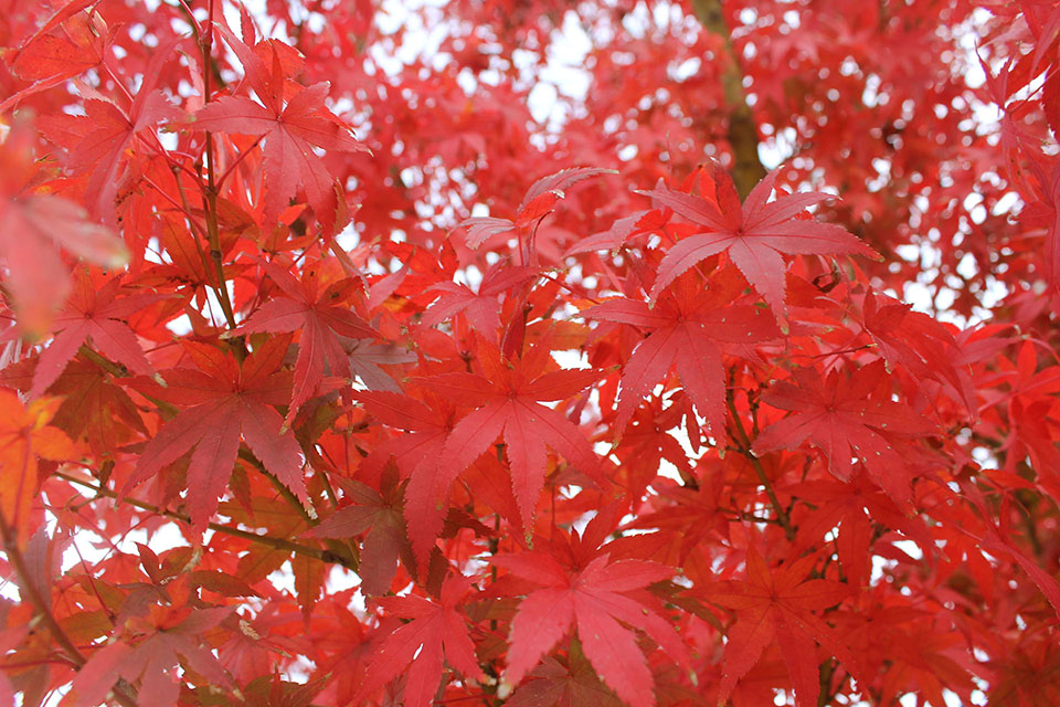 真っ赤な紅葉写真