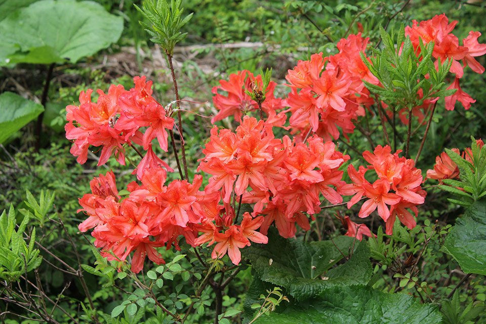 ツツジの花写真