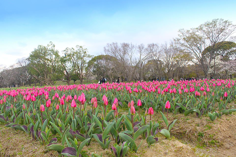 チューリップの花写真