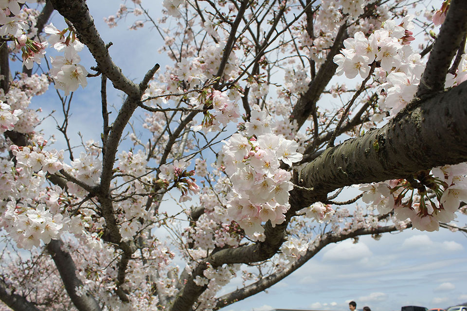 桜写真