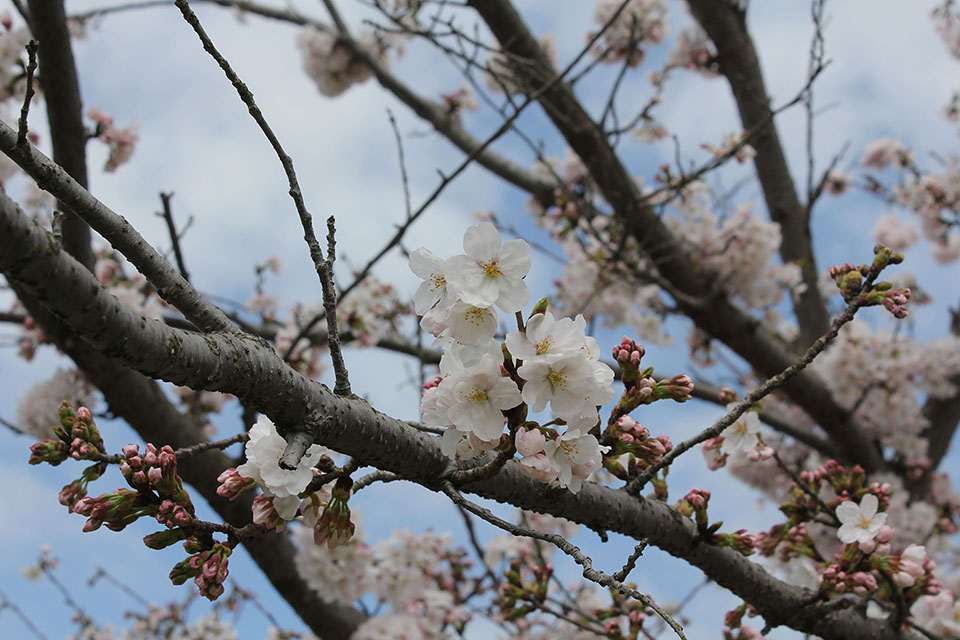 桜写真
