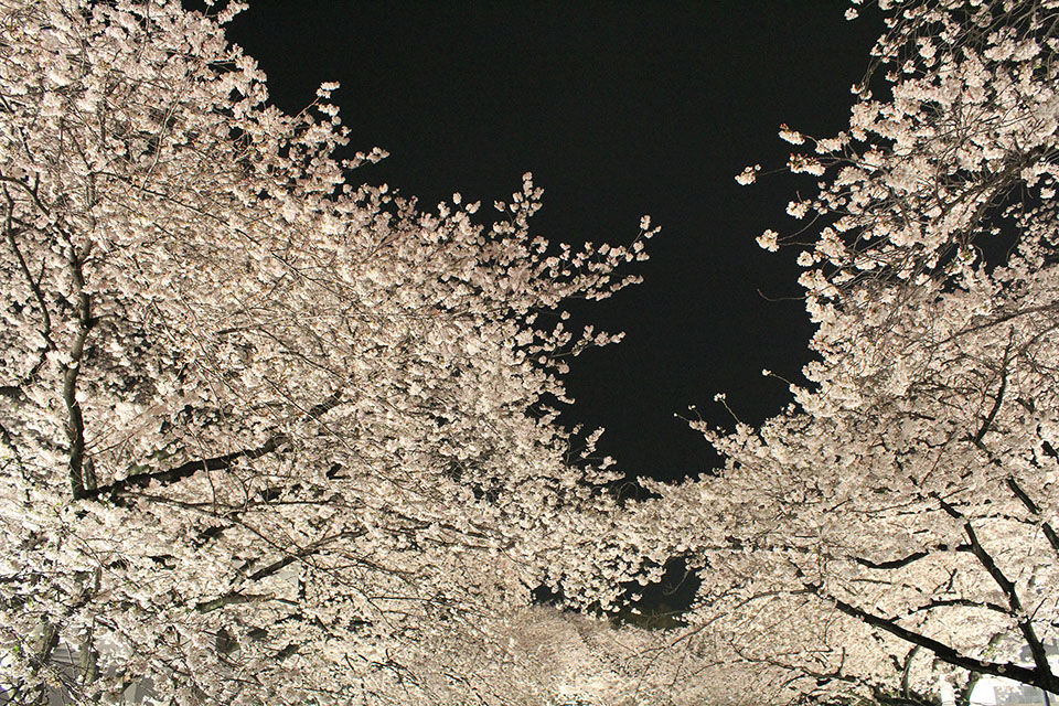 桜写真
