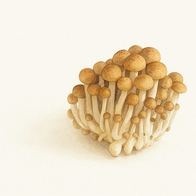 しめじイラスト