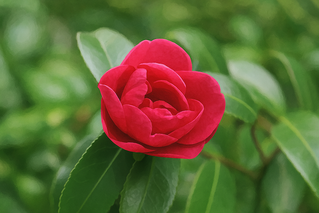 椿の花イラスト