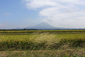 稲穂と山
