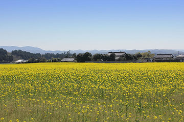 菜の花畑