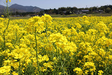 菜の花畑