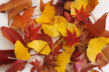 紅葉した落ち葉