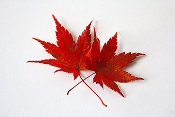 モミジの葉っぱ