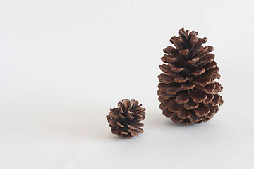 親子のまつぼっくり