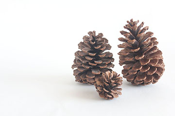 家族のまつぼっくり