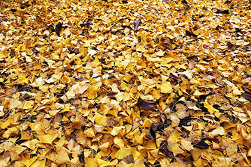 イチョウの落ち葉