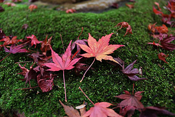 苔と紅葉