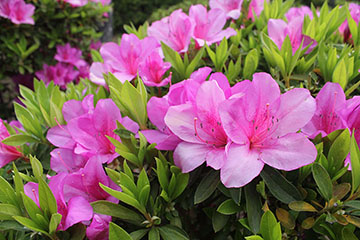 ピンクのツツジの花